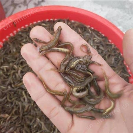 免费指导养殖泥鳅技术 一号品牌泥鳅种苗敦皇水产全国