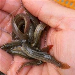 大副鳞泥鳅种苗全国批发 池塘养殖工程 敦皇水产人工培育