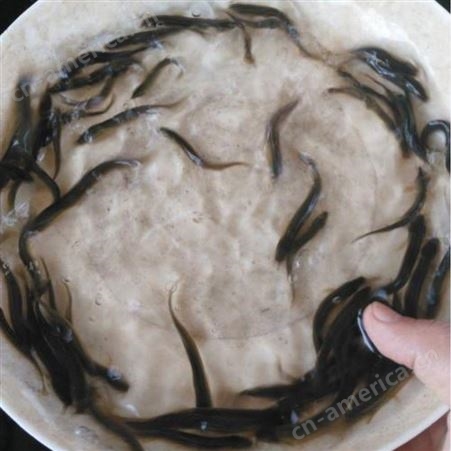 免费指导养殖泥鳅技术 一号品牌泥鳅种苗敦皇水产全国