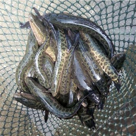 黑鱼种苗全国批发乌棒鱼苗人工养殖 敦皇水产可提供黑鱼苗养殖技术